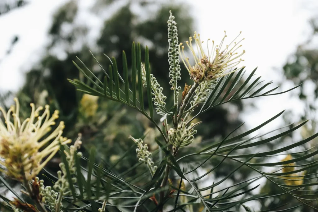 Low-Maintenance Australian Gardens: What Actually Works