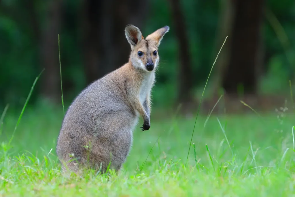 How Climate Shifts Are Reshaping Australia’s Native Wildlife