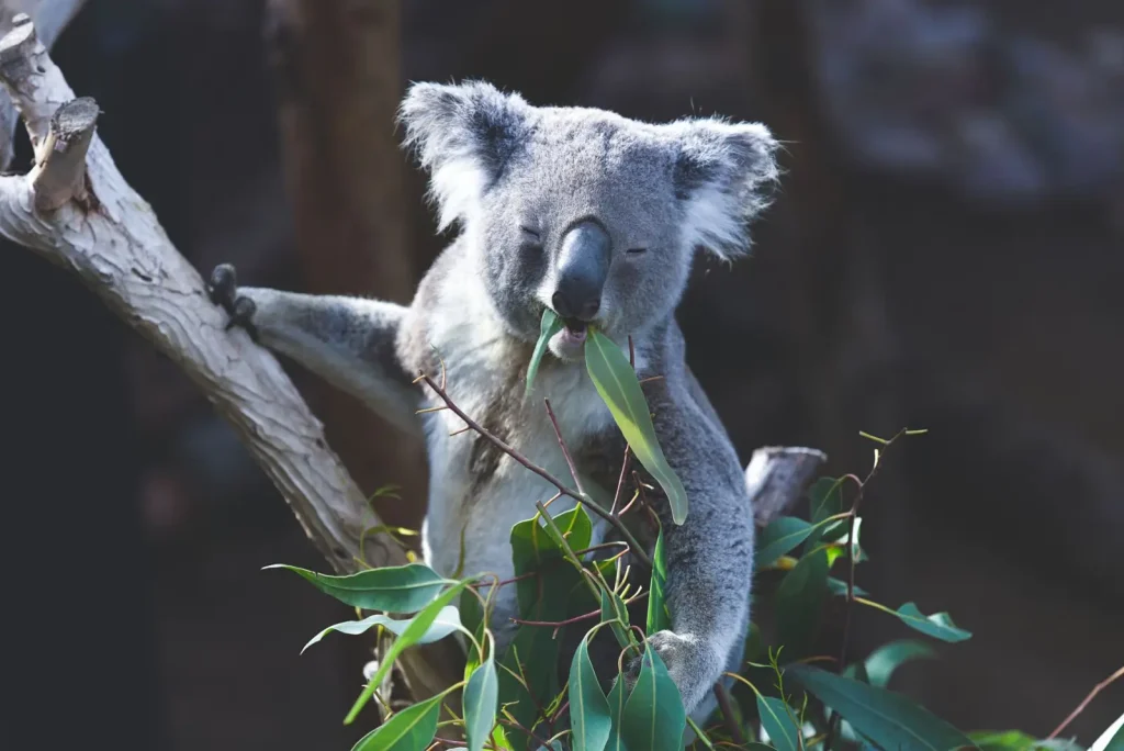 Climate Shifts Reshaping Australia’s Native Wildlife