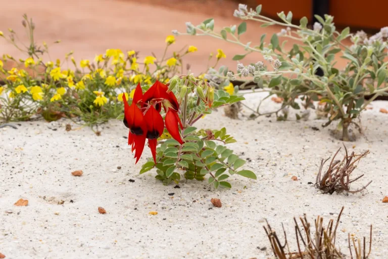 Climate-Resilient Landscapes: What Works in Australian Conditions