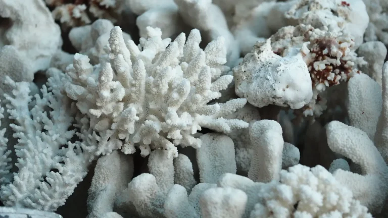 How Rising Water Temperature Damages Coral Ecosystems