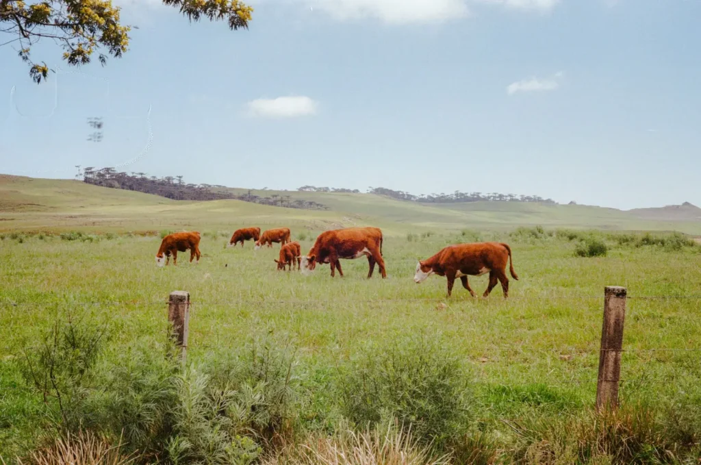 Australia’s Methane Problem: Sources and Real Constraints